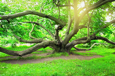 Paysage d'arbres géants verts