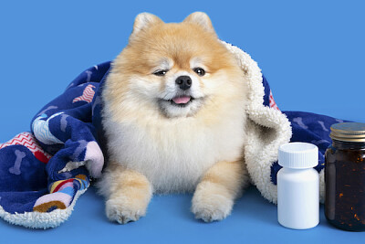 A Cute Pomeranian Dog  jigsaw puzzle