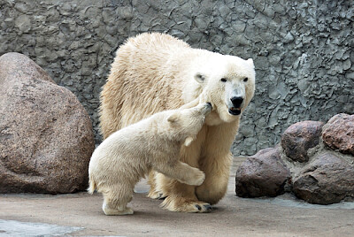 Filhote de urso polar e mãe