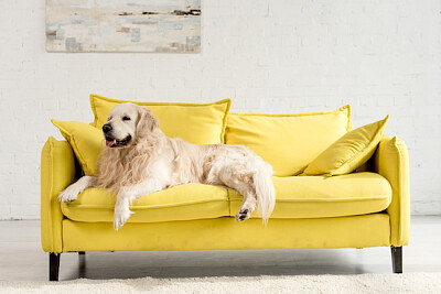 黄色いソファに横たわるゴールデンレトリバー