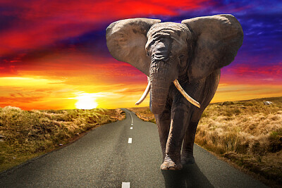 Słoń idący drogą