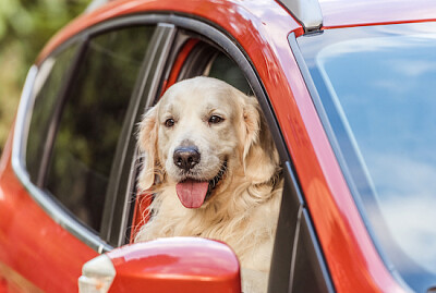 Golden Retriever alla guida di un'auto