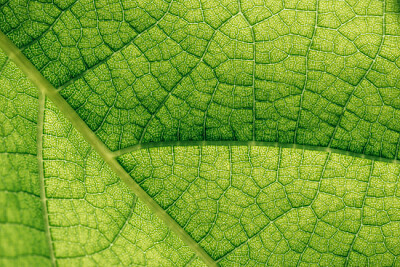 Textura macro de natural