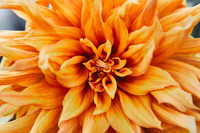 Gros plan de beaux chrysanthèmes orange