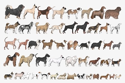 So viele Hunde