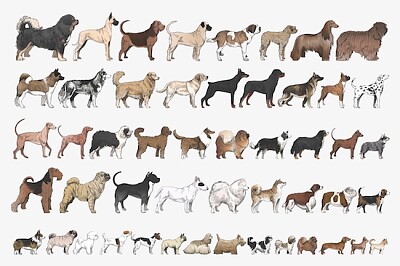 So Many Dogs