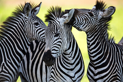 Zebras gesellen sich