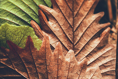 Closeup de folhas