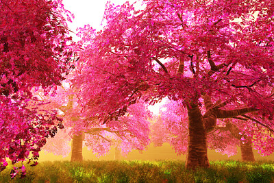 Cherry Blossoms Trees jigsaw puzzle