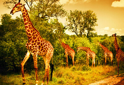 girafas ao pôr do sol