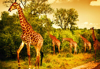 Girafes au coucher du soleil