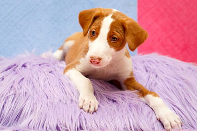 El perro es un conjunto de colores encantador