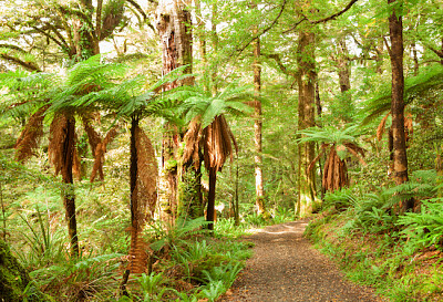 Forêt tropicale avec fougères