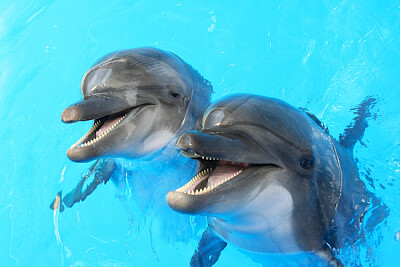 Смеещи се делфини