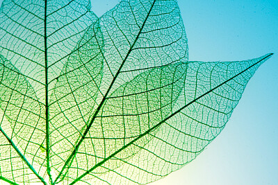 Green Leaves Meridians jigsaw puzzle