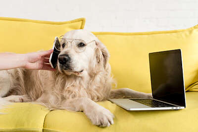 Golden Retriever arbeitet auf dem Sofa