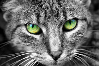 Gato de olhos verdes olha fixamente para a câmera