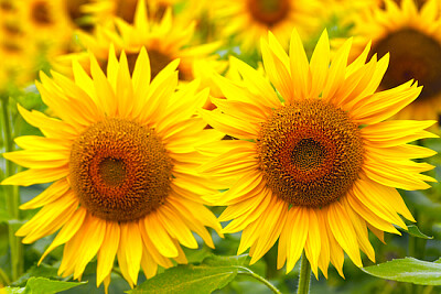 Sunflowers jigsaw puzzle