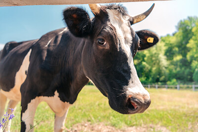 Vache sur les pâturages ensoleillés