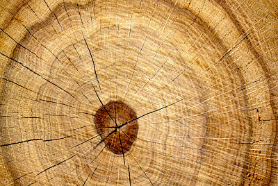 Tree Oak Cut