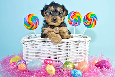 Easter Puppy jigsaw puzzle