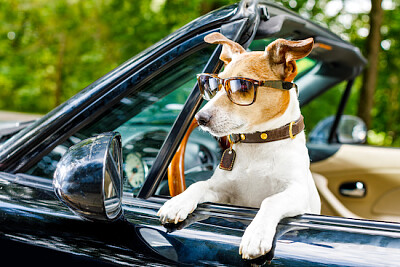 Cooler Jack Russell in einem Auto