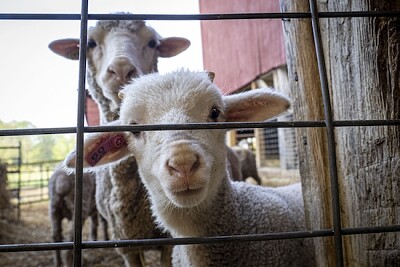 Moutons mérinos en attente de nourriture