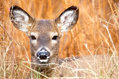 Hirsch im Wald