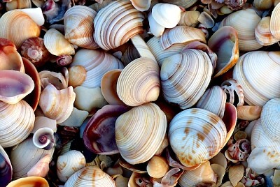 Innumerables conchas marinas en la playa