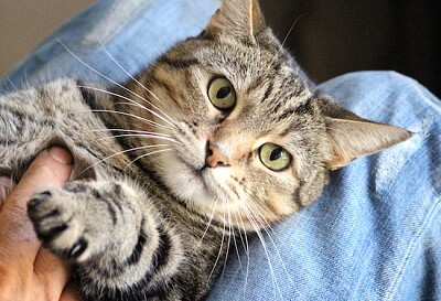 Lindo gato feliz