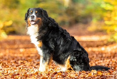 Perro de montaña bernés en otoño