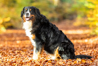 Berner Sennenhund im Herbst