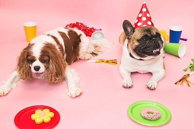 פאזל של מסיבת יום הולדת לכלבים