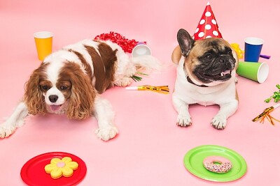 Fête d'anniversaire de chiens