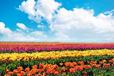 Champs de tulipes