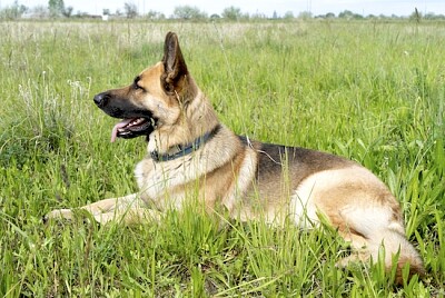 德國牧羊犬在田野裡休息