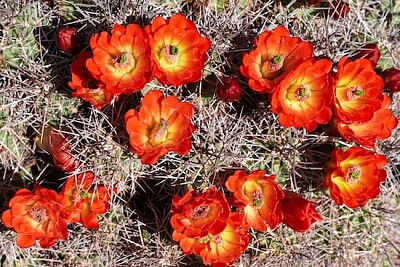 Kingcup-Kaktus in voller Blüte