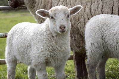Gregge di pecore sul campo di erba
