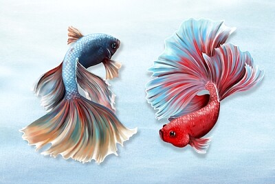 Poissons Betta