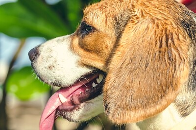 Perro beagle en el parque