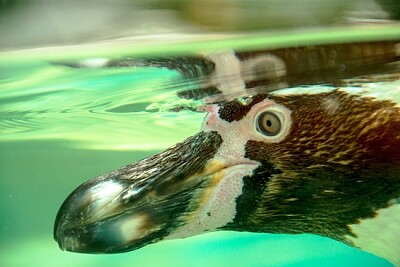 泳ぐフンボルト ペンギンをクローズ アップ