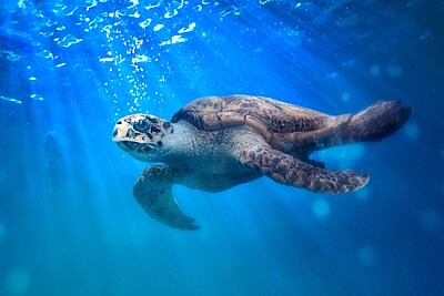 Tortue de mer