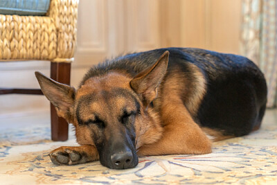 Commander naps nearby while Joe Biden jigsaw puzzle