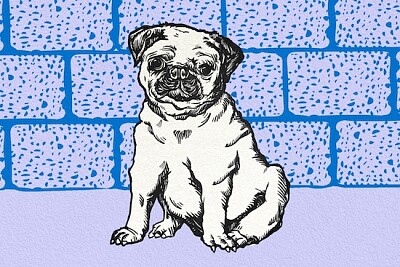 Vintage Pug Illustration
