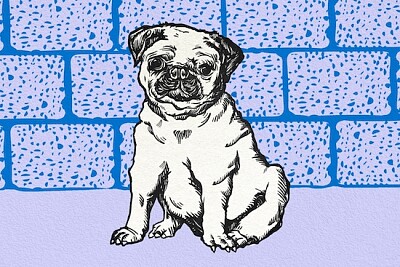 Ilustración de pug vintage