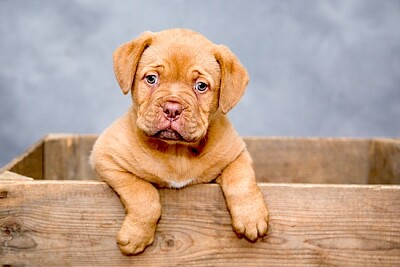 Cucciolo di Dogue de Bordeaux