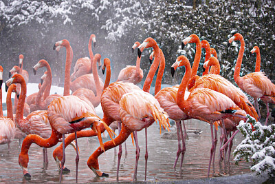 American Flamingo (2009) jigsaw puzzle