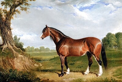 Uno stallone Clydesdale (1820)