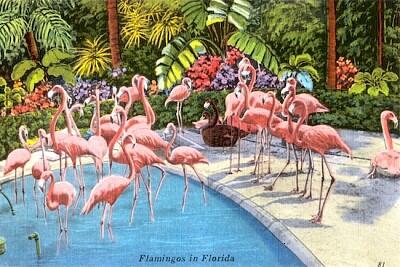 Flamingos in Florida