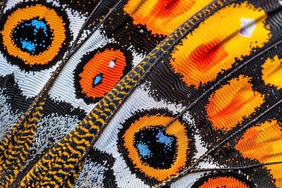 Peacock Wing Closeup jigsaw puzzle